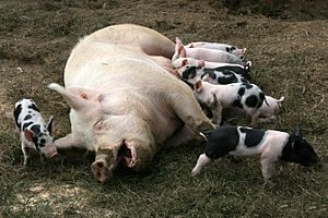Pig lactation