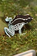 Poison Dart Frog (Dendrobates tinctorius) 3