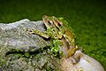 Polypedates megacephalus (mating), Spot-legged tree frog - Khao Nang Phanthurat Forest Park (34388069214)