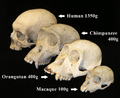 Primate skull series with legend cropped