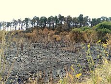 Prospect Hill bushfires