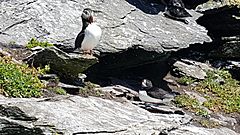 Puffins at Skellig Michael 10