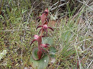 Pyrorchis nigricans 02
