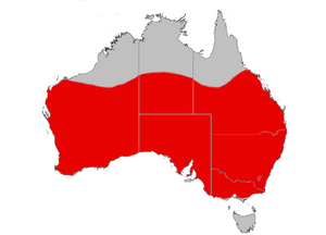A map of Australia, showing the range of the red-capped robin – most of southern Australia except Tasmania is marked in red.