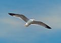 Ring-billed gull in flight (94615)