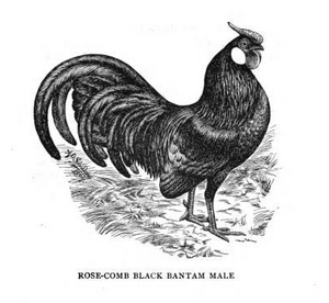 Rosecomb male 1905.png