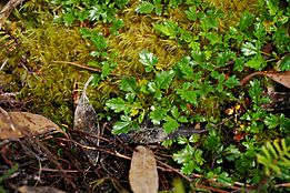 Rubus gunnianus group