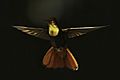 Ruby-topaz hummingbird (Chrysolampis mosquitus) male in flight