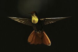 Ruby-topaz hummingbird (Chrysolampis mosquitus) male in flight