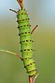 Saturnia pavonia caterpillar (top view) - Niitvälja bog
