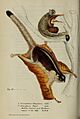 Sciuropterus Raj Man Singh