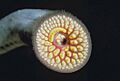 Sea lamprey