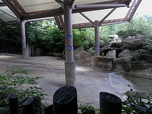 Sec sumatran rhino cin zoo