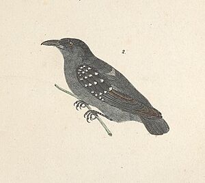 Spot-winged Antshrike - Avium Species Novae.jpg