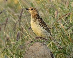 Spotted Bowerbird cropped.jpg