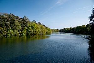 Stackpole Lily Ponds (May 2010)