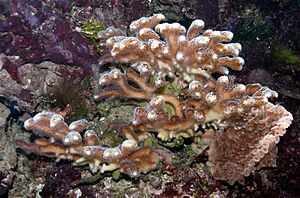 Stylophora pistillata