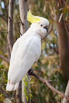 Sulphur Crested Cockatoo Nov10
