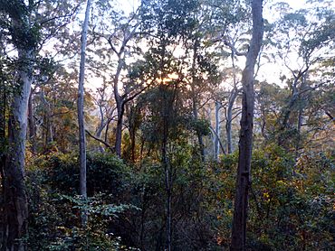Sunset , Binna Burra rainforest - Flickr - gailhampshire.jpg