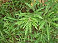 Sweet-fern (Huron Shores)