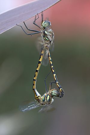 Sydney dragonflies mating Victoria Park pond 4.jpg