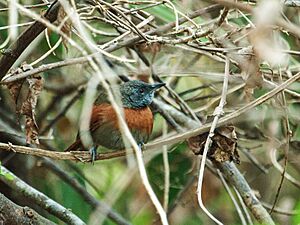 Synallaxis erythrothorax - Rufous-breasted Spinetail.jpg