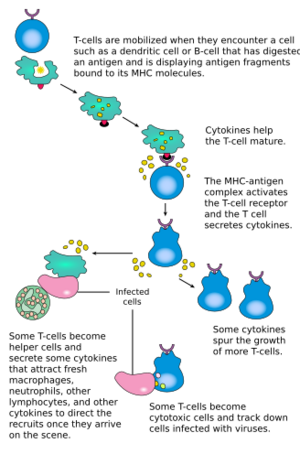 T cell activation