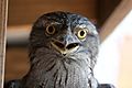 Tawny frogmouth front view