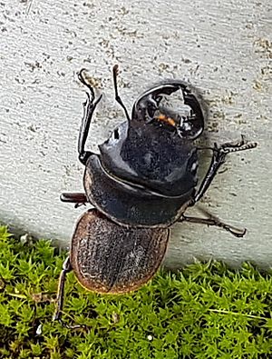 Te Aroha stag beetle 02