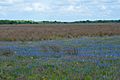 Texas bluebonnets (Lupinus texensis), Attwater Prairie Chicken National Wildlife Refuge