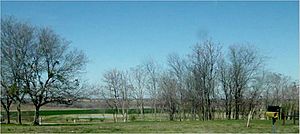 The Spring by the chinaberry grove