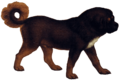 Tibetan mastiff (transparent background)