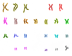 UCSC human chromosome colours