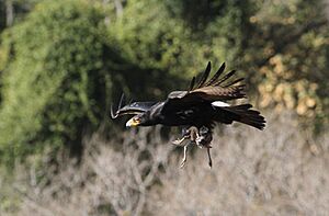 Verreaux's Eagle. Black Eagle, Aquila verreauxii, at Walter Sisulu National Botanical Garden, Gauteng, South Africa (19613704431)