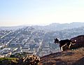 View from Corona Heights 1