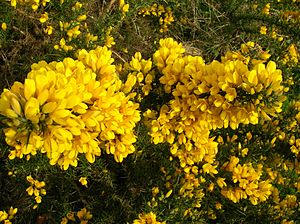 Whin or Gorse