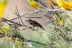 White-fronted honeyeater