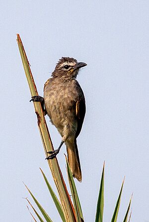 White-browed bulbul Facts for Kids