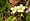 Fragaria vesca, woodland strawberry, Washington Island