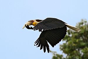 Wreathed Hornbill in Wild