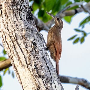 Xiphocolaptes falcirostris - Moustached Woodcreeper; Codó, Maranhão, Brazil.jpg