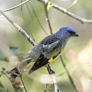 Yellow-winged tanager (Thraupis abbas) Orange Walk 2.jpg