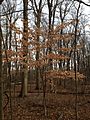 2014-12-30 12 23 58 American Beech sapling in the woods near Metzger Drive at the College of New Jersey in Ewing, New Jersey