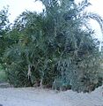 A tree in desert
