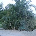 Silver date palm tree