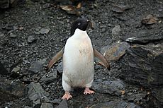 Adélie Penguin.jpg