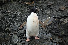 Adélie penguin Facts for Kids