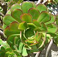 Aeonium arboreum (3)