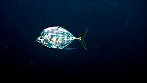 African Pompano (Alectis ciliaris) (8456219427)