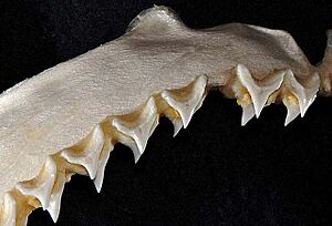 Alopias vulpinus teeth